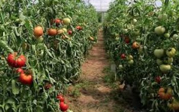 Lucian Trufin: „Cultivatorii de tomate …