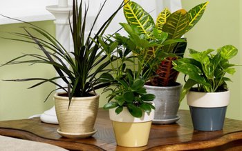 Plante care purifică aerul din …