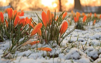 Prognoza meteo ANM 24 februarie …