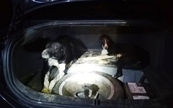 Patru braconieri prinși la o …