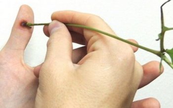 Leacuri naturale recomandate pentru tratarea …