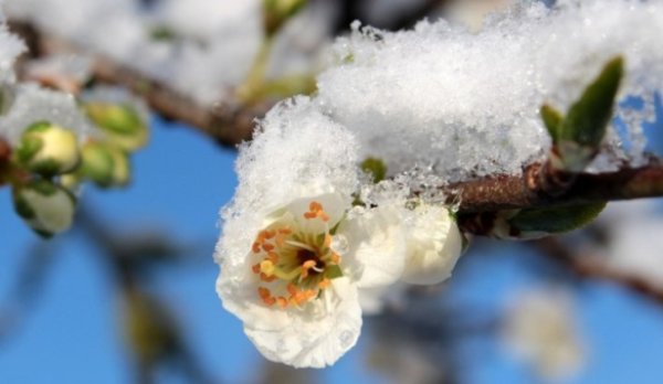 Meteorologii anunță răcire accentută, intensificări ale vântului, lapoviţă şi ninsoare