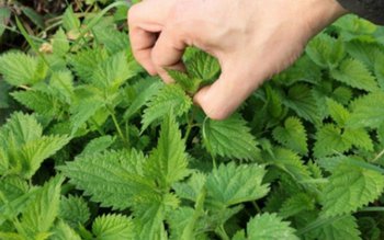 „Mor de foame, merg cu …