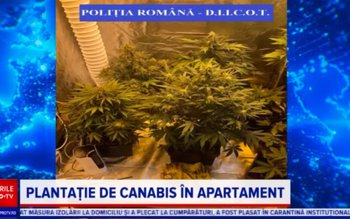 Plantație de cannabis descoperită în …