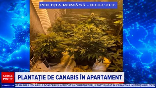 Plantație de cannabis descoperită în apartamentul unui tânăr din Satu Mare
