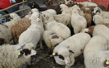 Putem merge să cumpărăm miel …