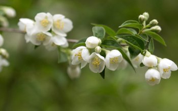 Tradiții și superstiții de Florii. …