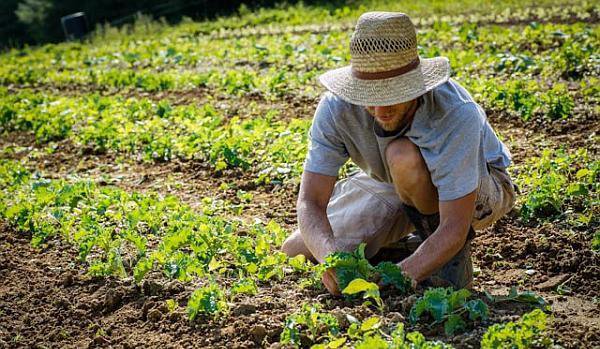 E trădare națională! Guvernul Orban, călăul agriculturii românești, pune la pământ fermierii români și lasă populația fără hrană! PNL a dat verde la plecarea din țară a lucrătorilor agricoli!