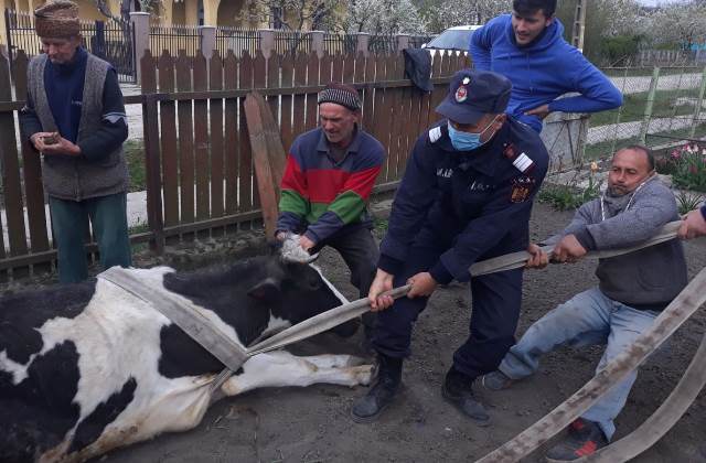 Intervenție cu „greutate” a pompierilor. Vacă salvată dintr-un cămin de apă - FOTO