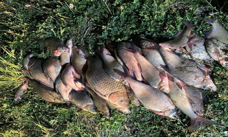 Pescari la vreme de seară. Dosar penal pentru braconaj piscicol pentru mai mulți botoșăneni - FOTO