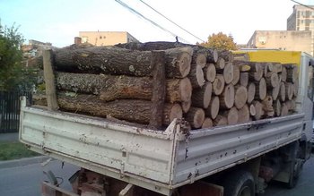 Transport de lemne, cu iz …
