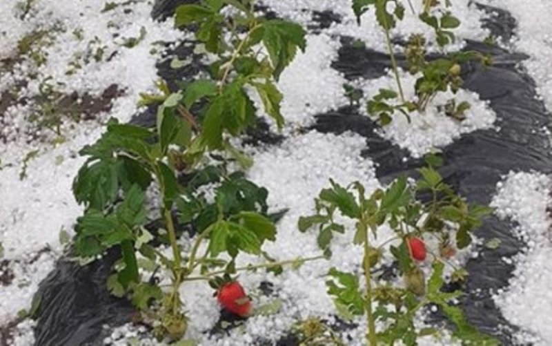 Grindina a făcut prăpăd în sud, la munte ninge ca în toiul iernii. Fenomene meteo extreme în toată ţară