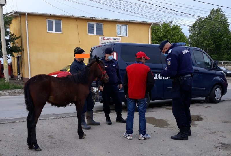 Calul pierdut de un botoșănean, găsit de jandarmi. Proprietarul a fost amendat