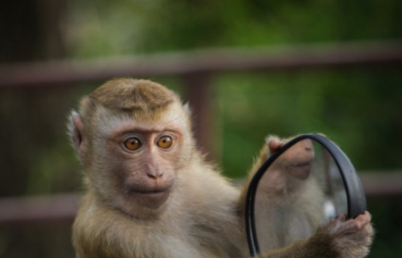 Pățania unor români care au furat două maimuțe scumpe dintr-un parc zoo din Madrid
