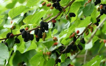 Aciditatea din stomac neutralizată de …