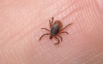 A început sezonul căpuşelor. Ce …