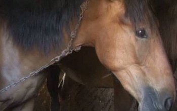 Bestia cu chip de om. …