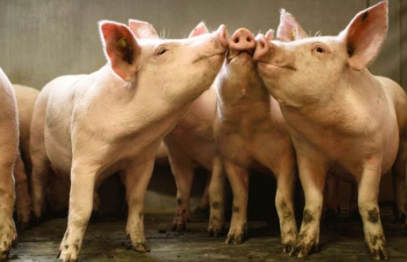 UE intră cu cizmele în cotețul porcilor„Legea porcului” dezbătută și hulită „Să-i fac un grafic de hrănire? Să mă schimb de cinci ori pe zi?