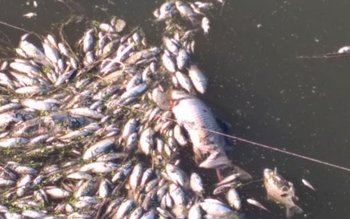 Mii de pești morți plutesc …