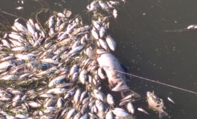 Mii de pești morți plutesc pe malurile râurilor Bahlui și Jijia - FOTO