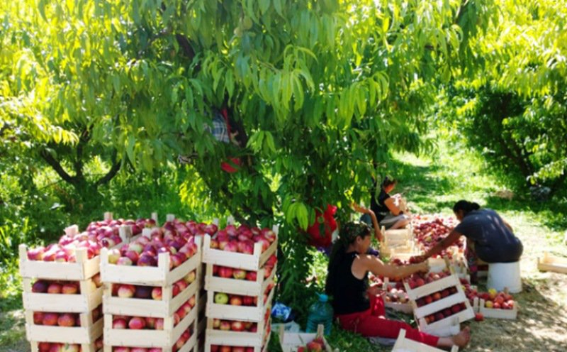 Se caută români care să fie plătiţi cu 300 de lei pe zi. Iată care sunt condiţiile