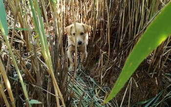 Cățel rămas captiv în stufărișul …