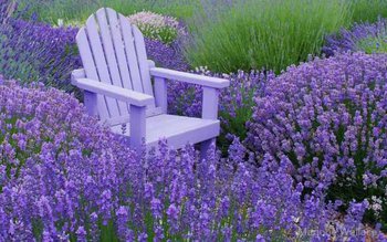 Soluţii naturale care îndepărtează ţânţarii