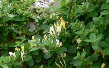 Caprifoiul sau Mâna-Maicii-Domnului o plantă …