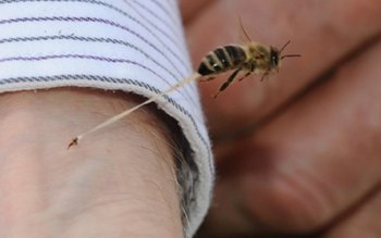 Copil de șase ani ajuns …