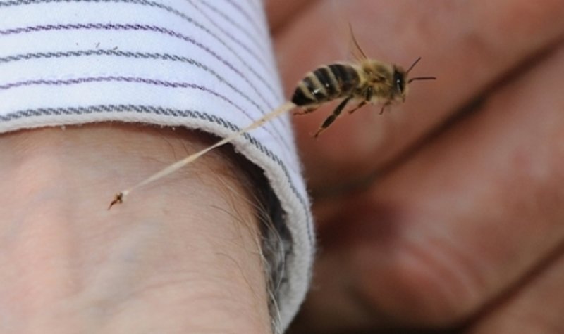 Copil de șase ani ajuns la spital după ce a fost înțepat de o albină