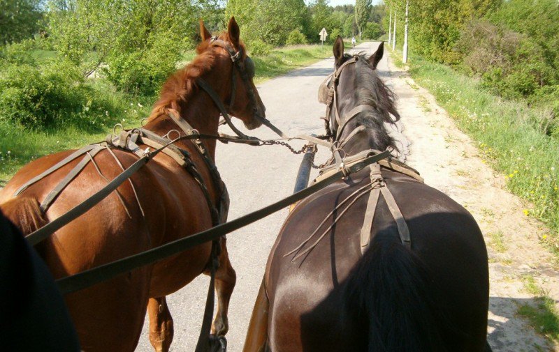 ACCIDENT ! O femeie beată criță a ajuns la spital după ce a căzut dintr-o căruță