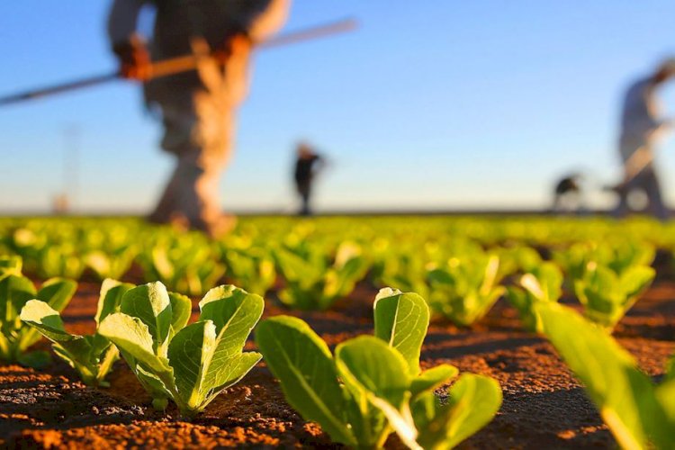 Proiect aprobat! Tinerii fermieri vor putea concesiona de la stat 50 de hectare de teren