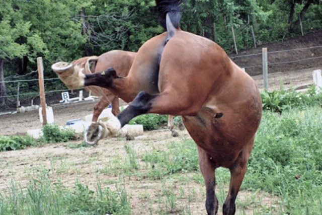 Caz incredibil! Botoșănean găsit inconștient după ce a fost lovit de propriul cal