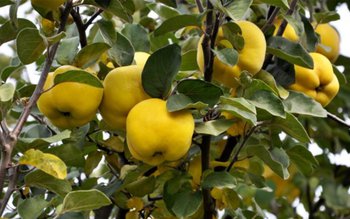 10 curiozități despre gutui, fructele-vedetă …