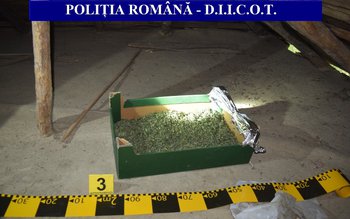 Un kilogram de cannabis, descoperit …