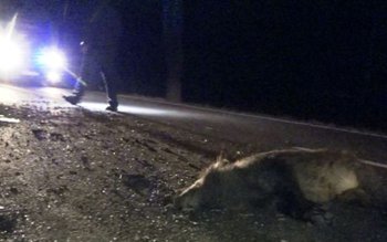 Accident: Un șofer din Botoșani …