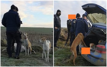 Vânătoare cu ogari sancționată de …