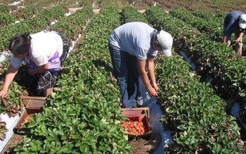 Pandemia adâncește diferențele de salarizare …