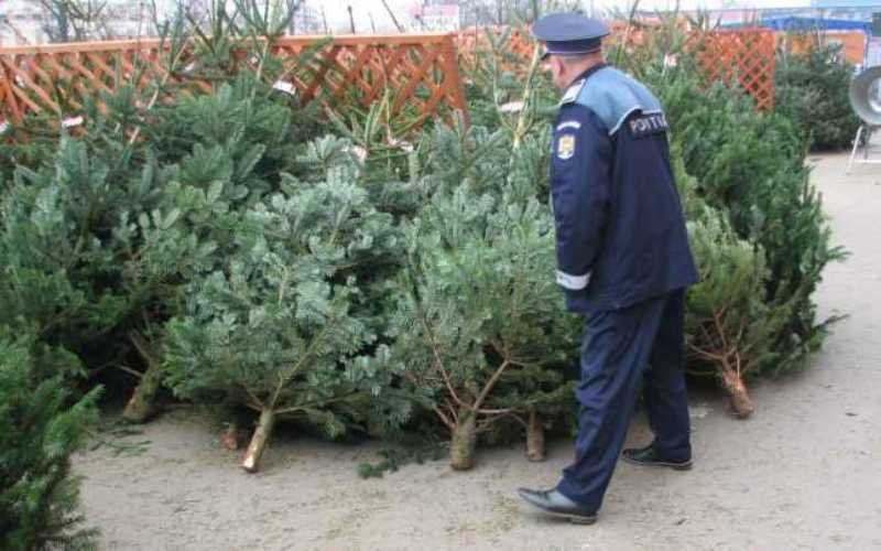 Brazi de Crăciun confiscați de polițiști
