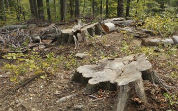 Tânăr din Corni arestat după …