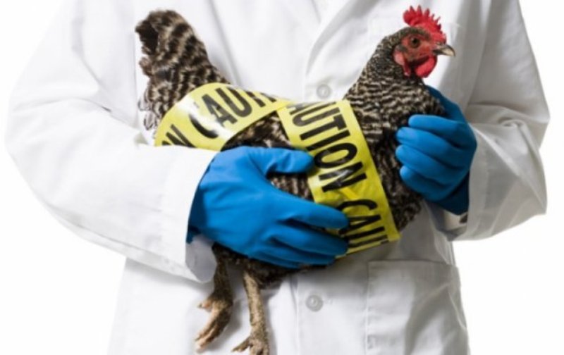 Alertă în județul Botoșani, după ce a fost depistată gripa aviară la granița cu Ucraina