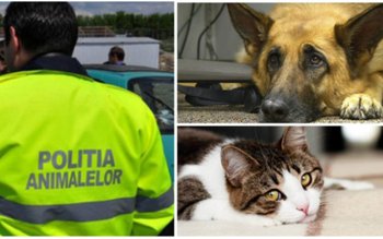 Ce atribuții au polițiștii din …