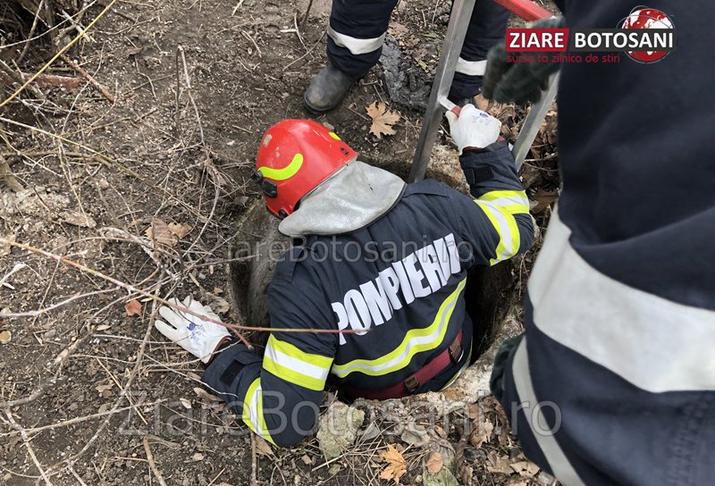Pompierii dorohoieni eroi pentru necuvântătoare: Câine salvat dintr-un canal - FOTO
