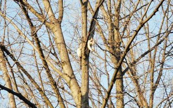 Uneori și necuvântătoarele au nevoie …