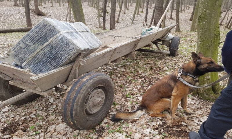 Lovitură de peste 315.000 de lei dată contrabandiştilor de ţigarete în pădurea din apropierea localităţii Baranca - FOTO