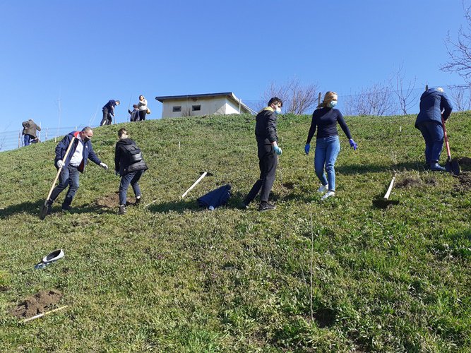 Sute de copaci plantați pe un versant afectat de alunecări de teren de la Mănăstirea Agafton - FOTO