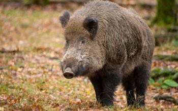 Botoșani: Virusul Pestei Porcine Africane …