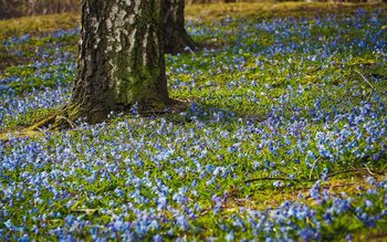 Ce să facem de Florii …
