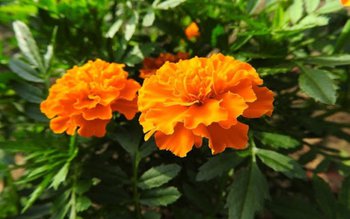 Planta de leac în bolile …