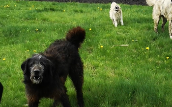 Bărbat din Coțușca sancționat de …